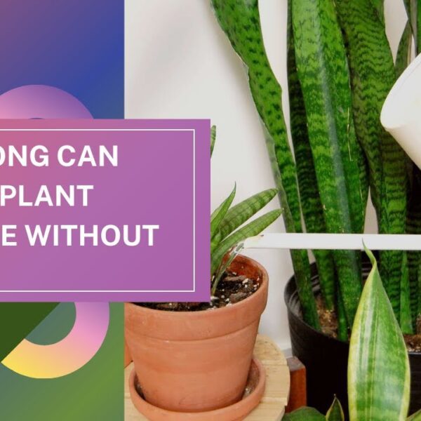 how long can a snake plant go without water