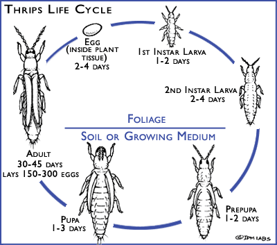 how long can thrips live without plants