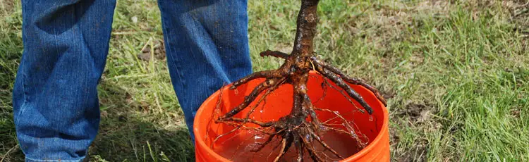 How Long Can You Keep Bare Root Plants Before Planting
