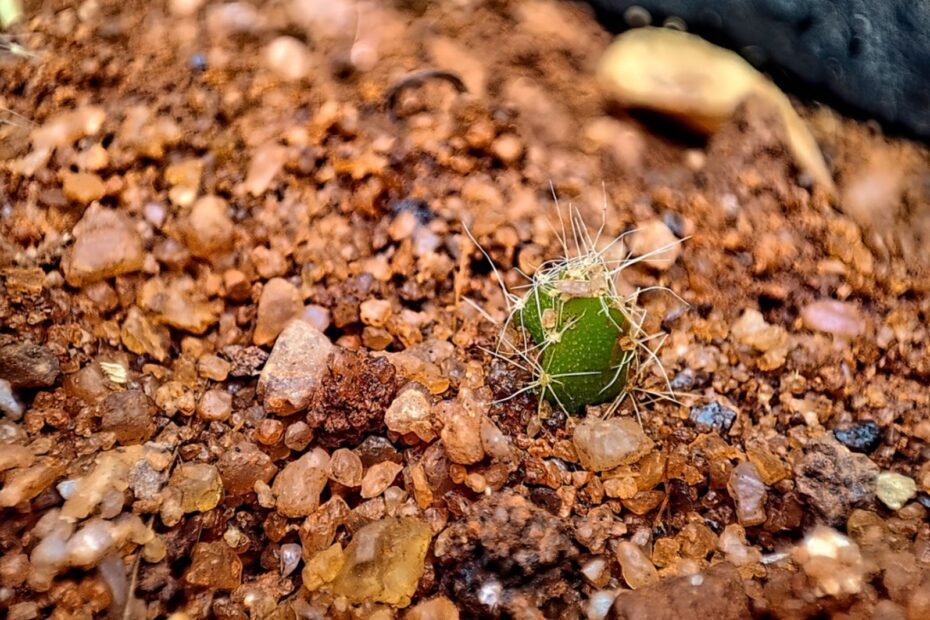 How Long Do Cactus Seeds Last