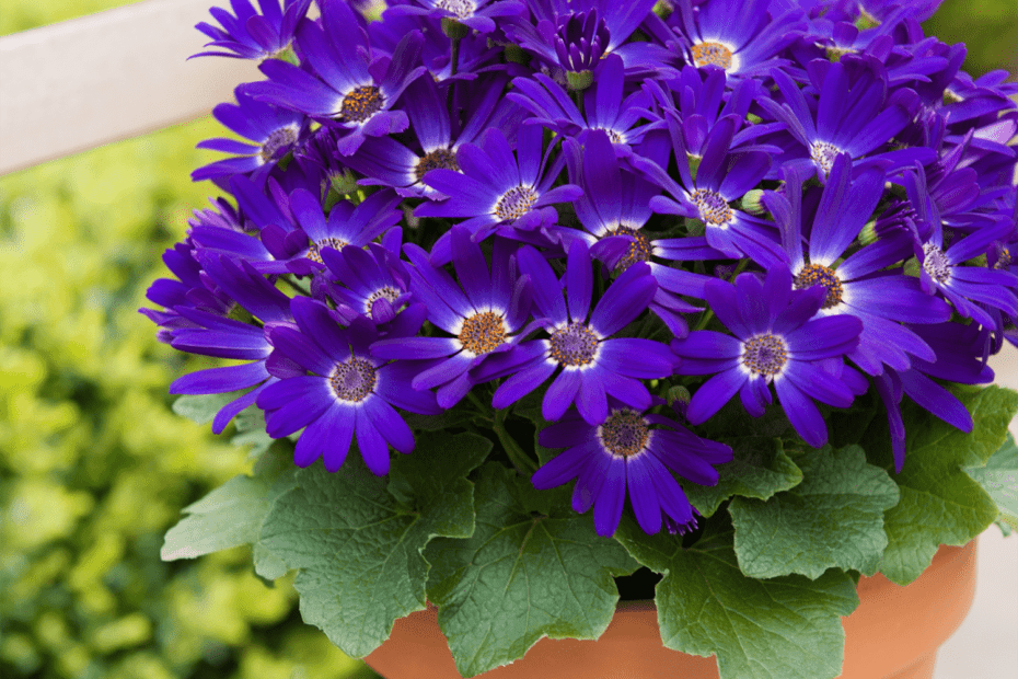 How Long Do Senetti Plants Last