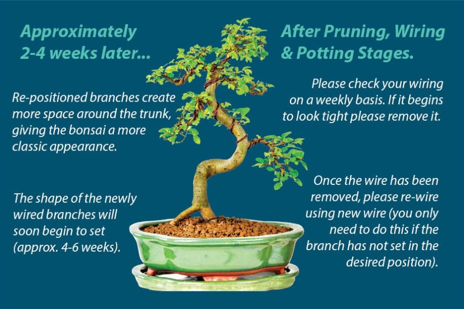 How Long Do You Leave Wire on a Bonsai Tree