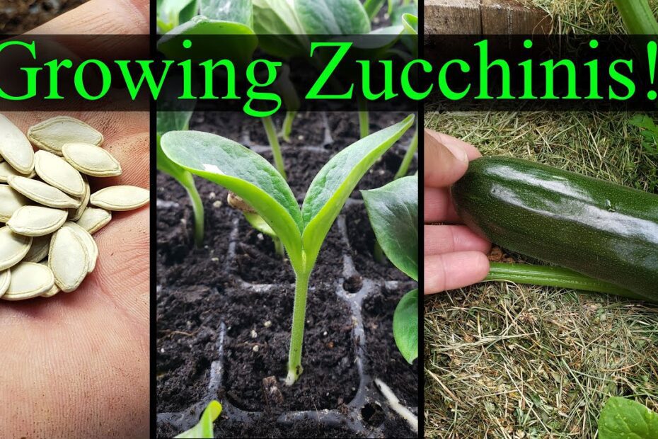 how long does it take for zucchini seeds to germinate