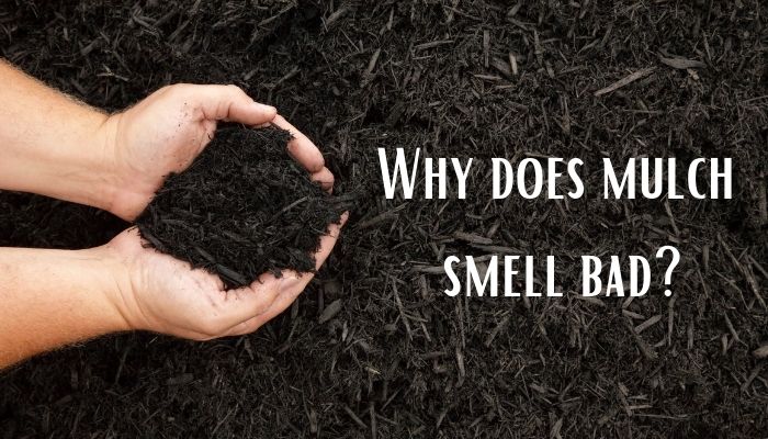 how long does mulch smell last