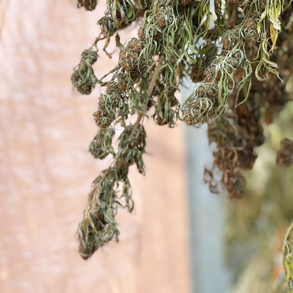 how long should i hang my plants upside down