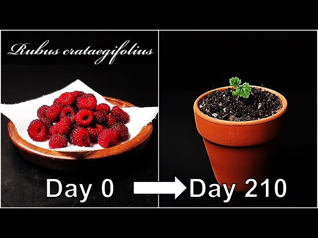 How Long to Grow Raspberries from Seed