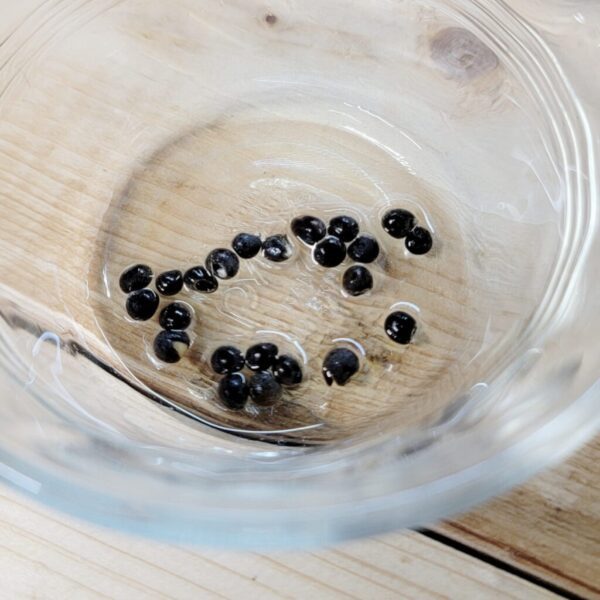 how long to soak okra seeds