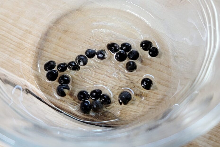 how long to soak okra seeds