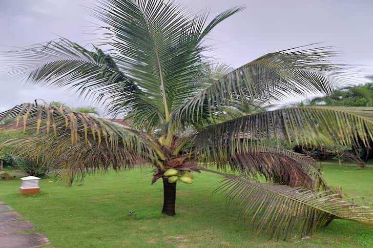 How Long Will a Dead Palm Tree Stand