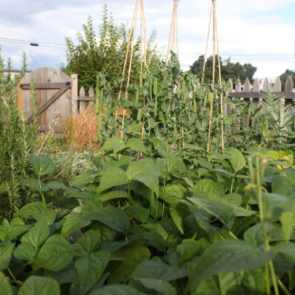 how many beans per plant