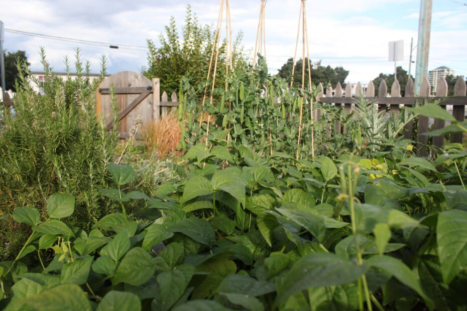 how many beans per plant