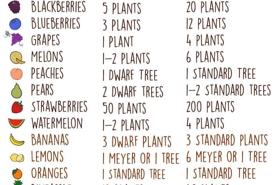 how many blackberry plants per person