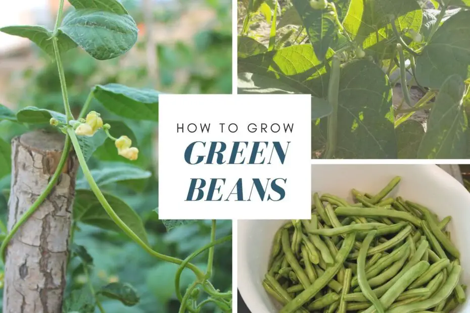 how many green beans does one plant produce