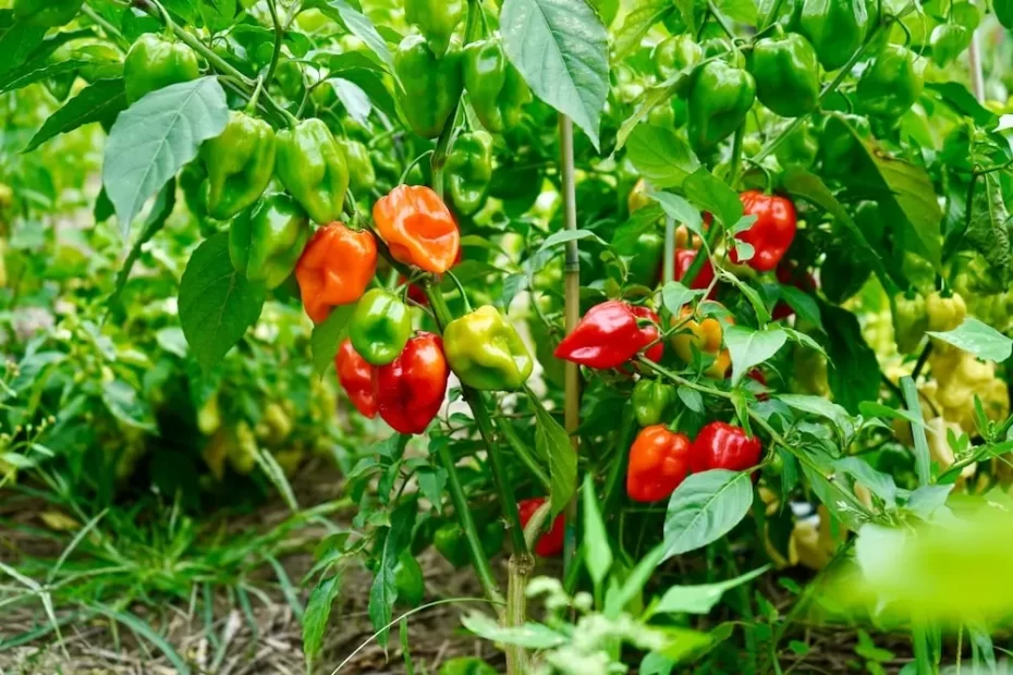 how many habaneros per plant