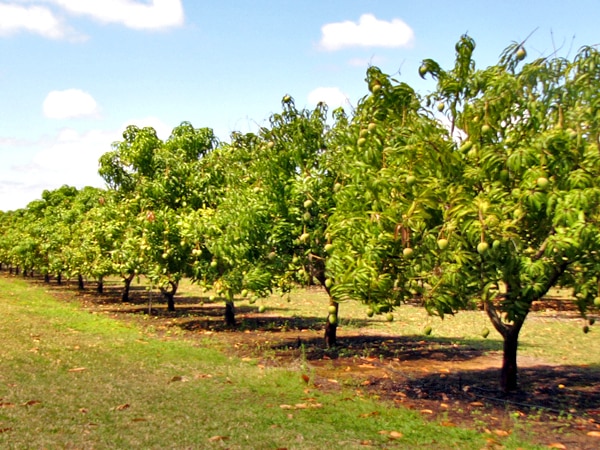 how many mango trees per acre