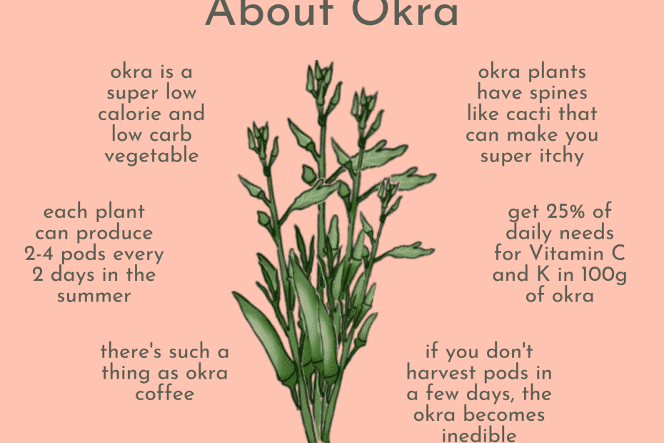 how many okra per plant