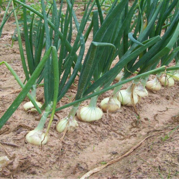 how many onions will one plant produce