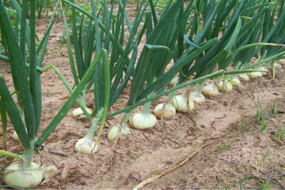 how many onions will one plant produce