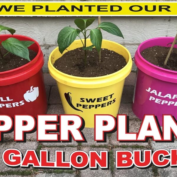 how many pepper plants per 5 gallon bucket