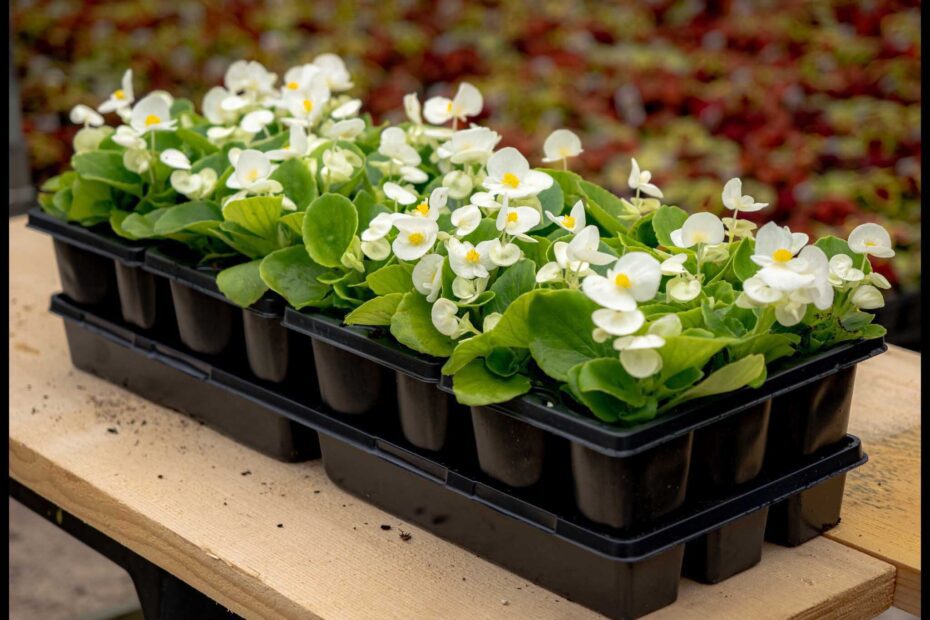 how many plants in a flat of annuals