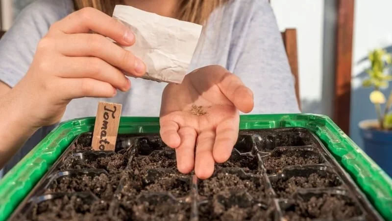 How Many Roma Tomato Seeds per Hole