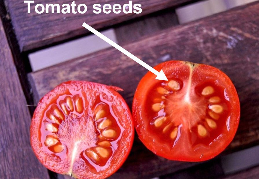 How Many Seeds Are in a Tomato