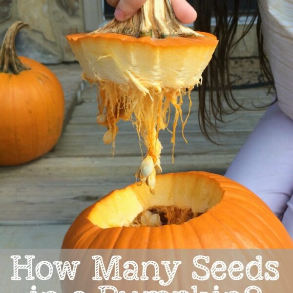 how many seeds are in an average pumpkin