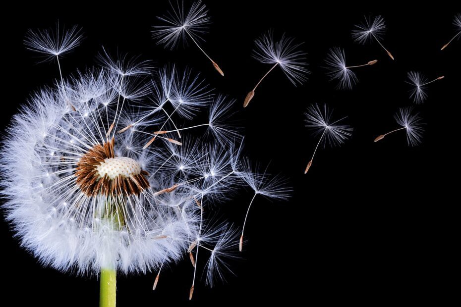 how many seeds on a dandelion