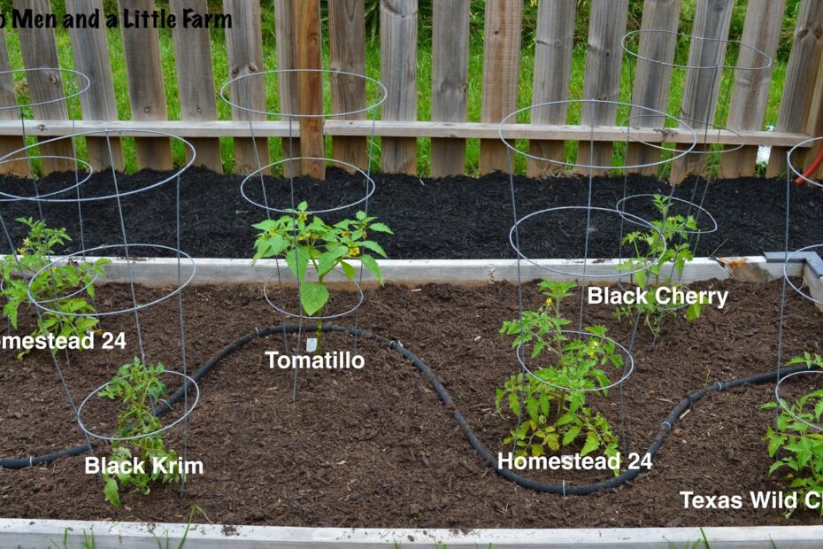 How Many Tomato Plants in 4x8 Raised Bed