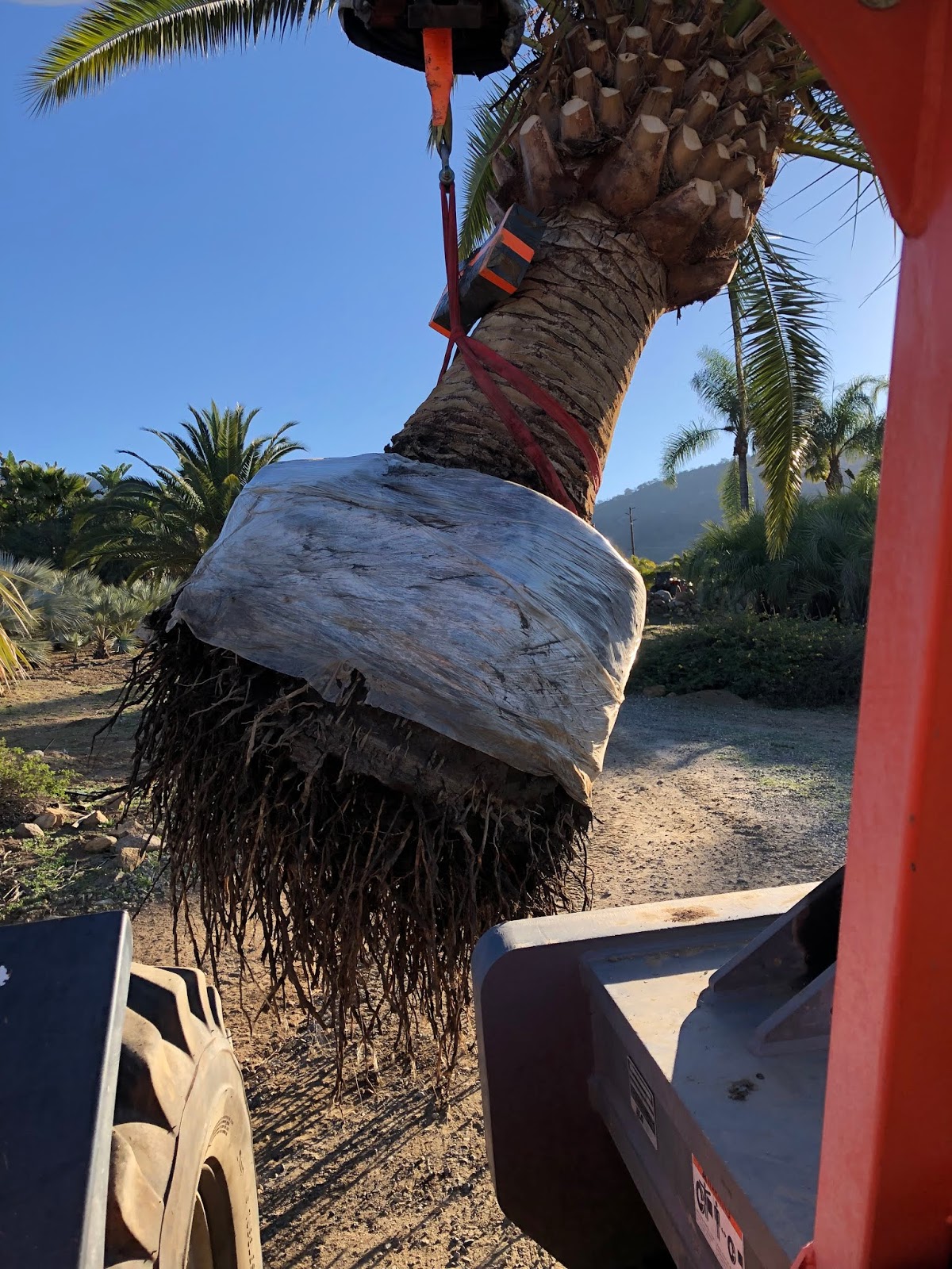 How Much Does a Palm Tree Weigh