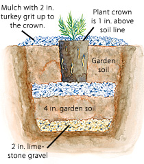 How Much Lime to Add to Soil for Lavender