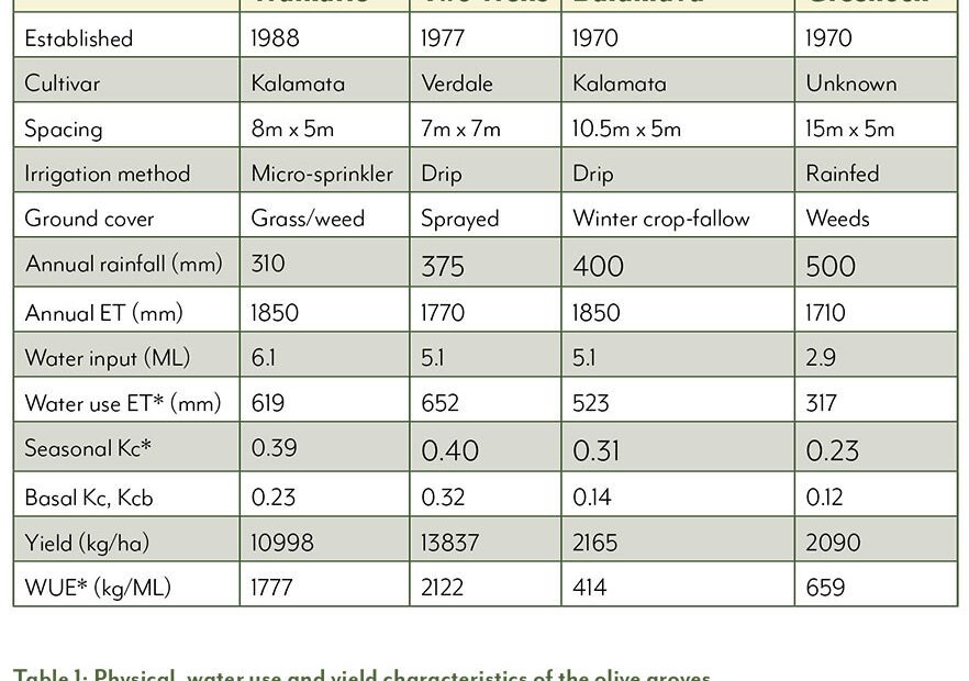 How Much Water Do Olive Trees Need