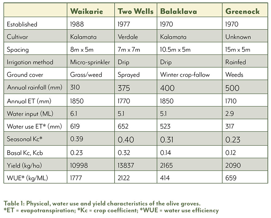 How Much Water Do Olive Trees Need