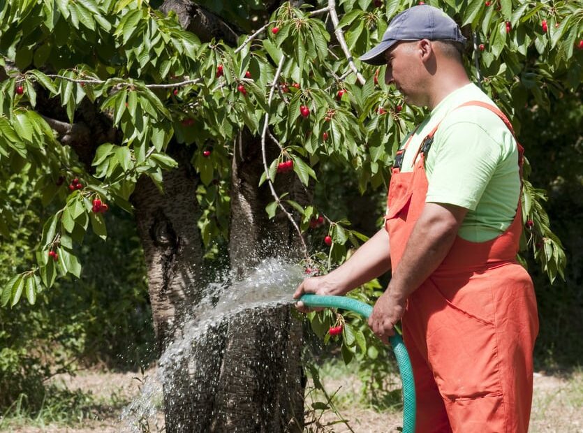 how much water does a cherry tree need