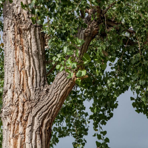 how much water does a cottonwood tree use