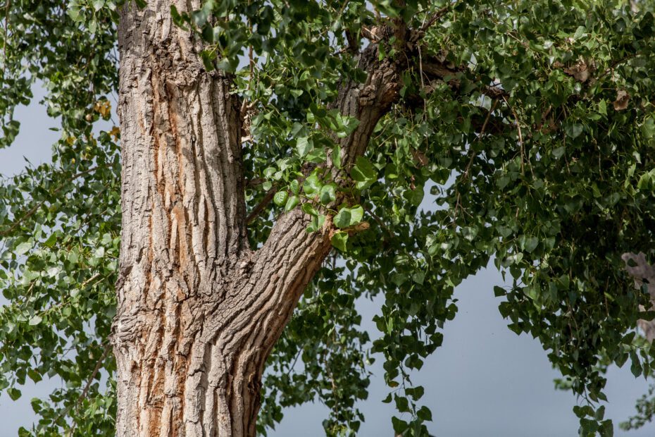 how much water does a cottonwood tree use