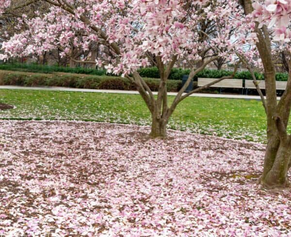 how often do magnolia trees bloom