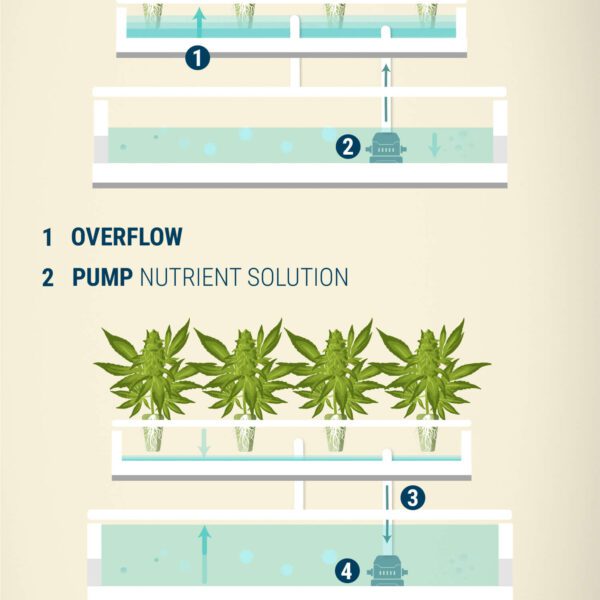 how often to feed hydroponic plants