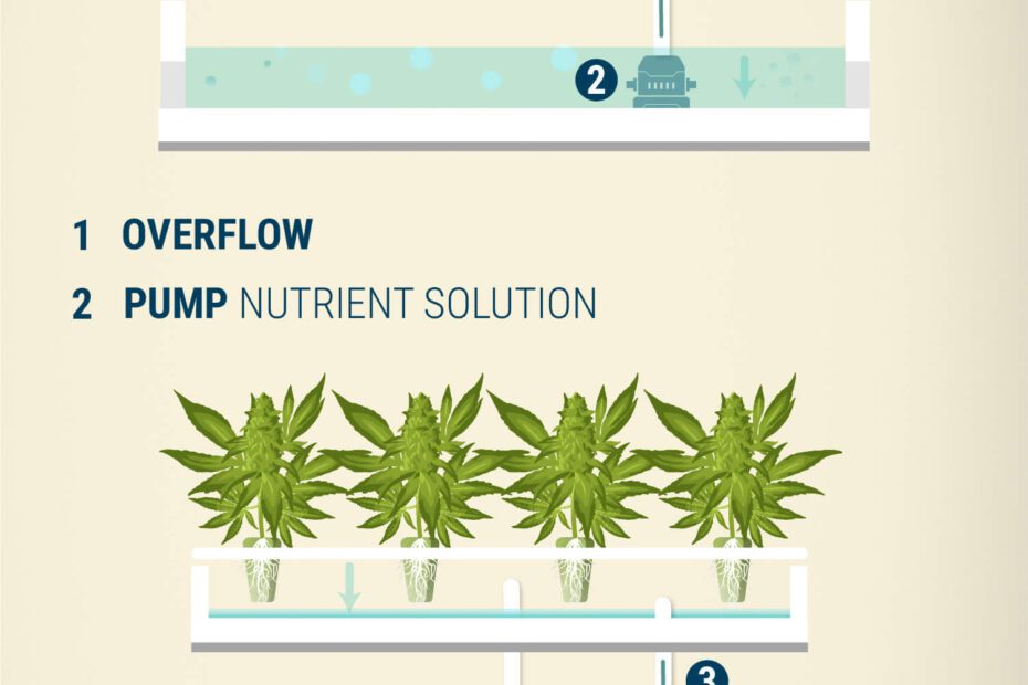 how often to feed hydroponic plants