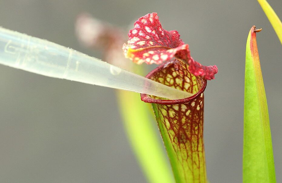 How Often to Feed Pitcher Plant