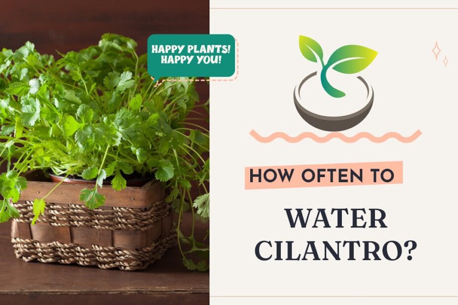 how often to water cilantro seeds