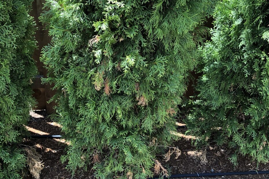 how often to water newly planted green giant arborvitae scaled