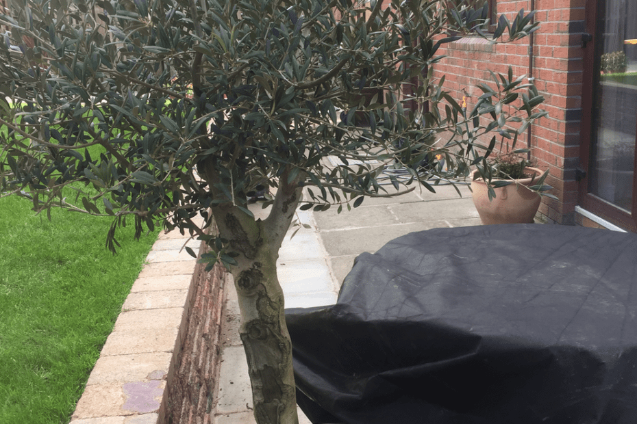 How Often to Water Olive Tree