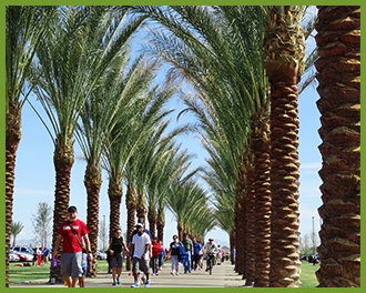 how often to water palm trees in arizona