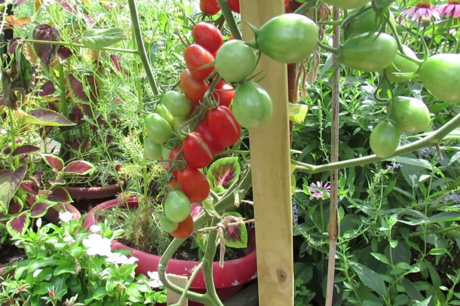 How Tall Do Grape Tomato Plants Get