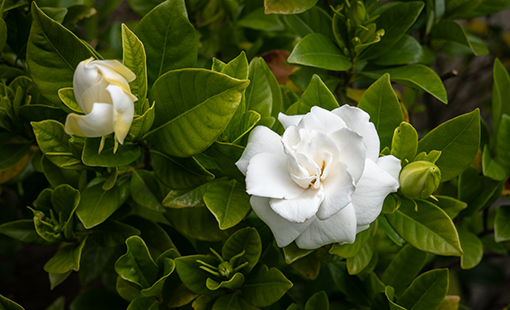 How to Acidify Soil for Gardenias