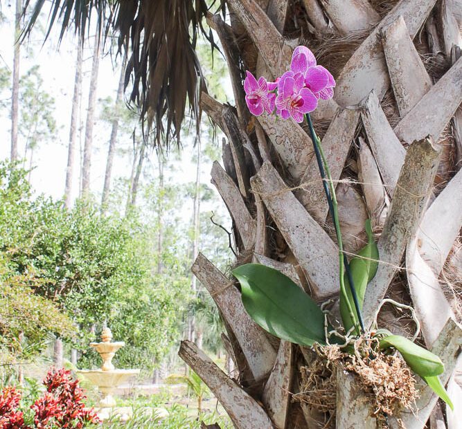 how to attach orchids to palm trees