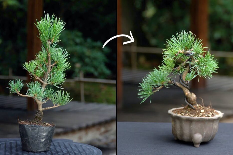 How to Bonsai a Pine Tree