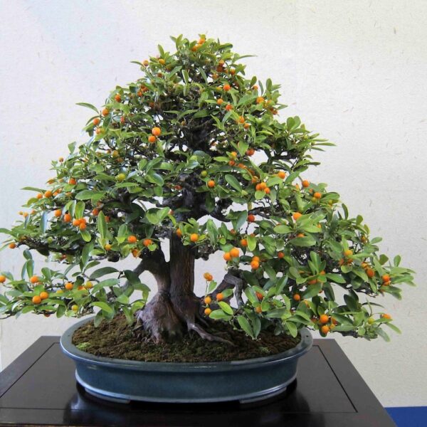 how to bonsai an orange tree