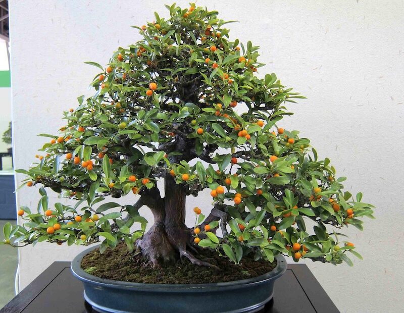 how to bonsai an orange tree